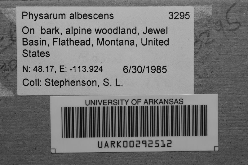 Physarum albescens image