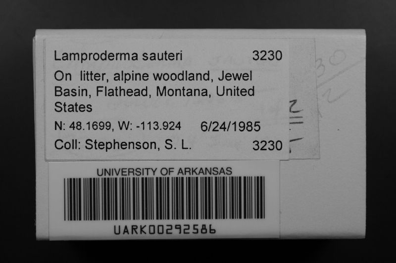 Lamproderma sauteri image