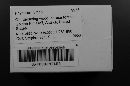 Physarum viride var. viride image