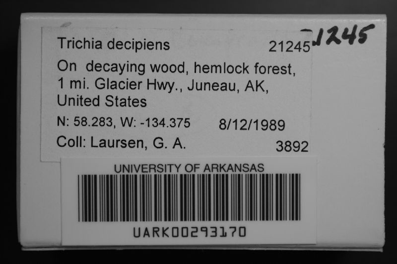 Trichia decipiens image