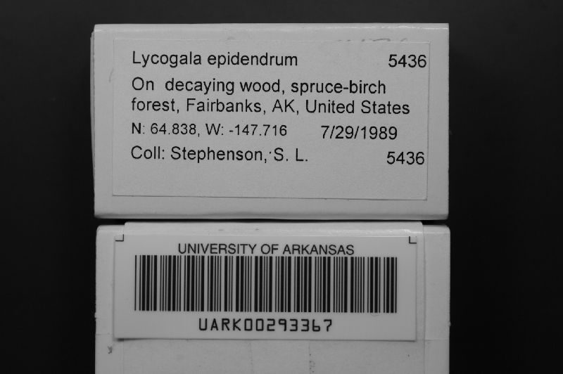 Reticulariaceae image
