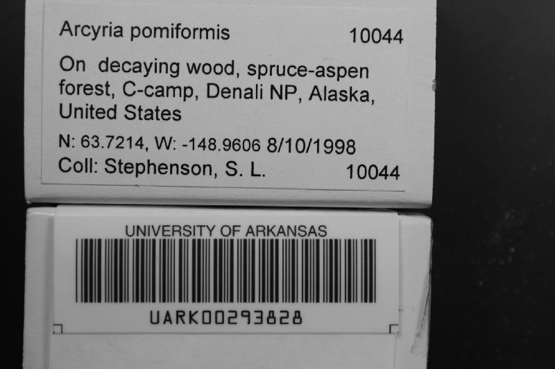 Arcyria pomiformis image