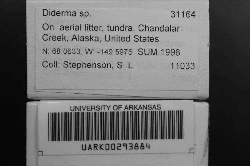 Diderma image