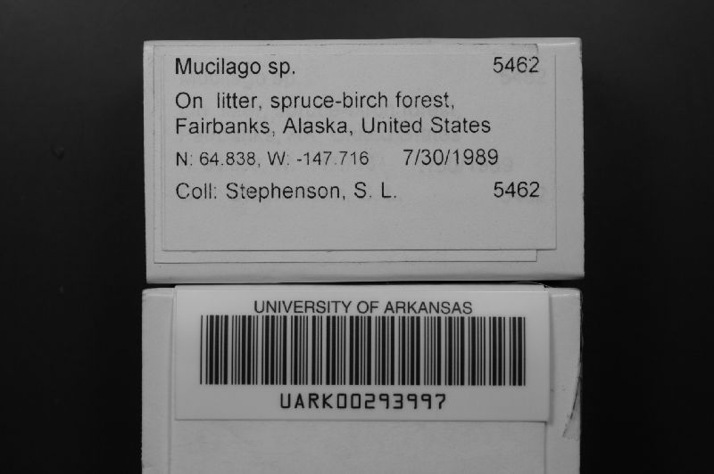 Mucilago image