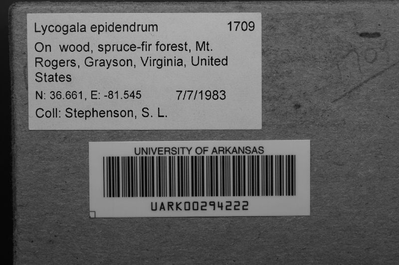 Lycogala epidendrum image
