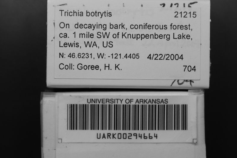 Trichiaceae image