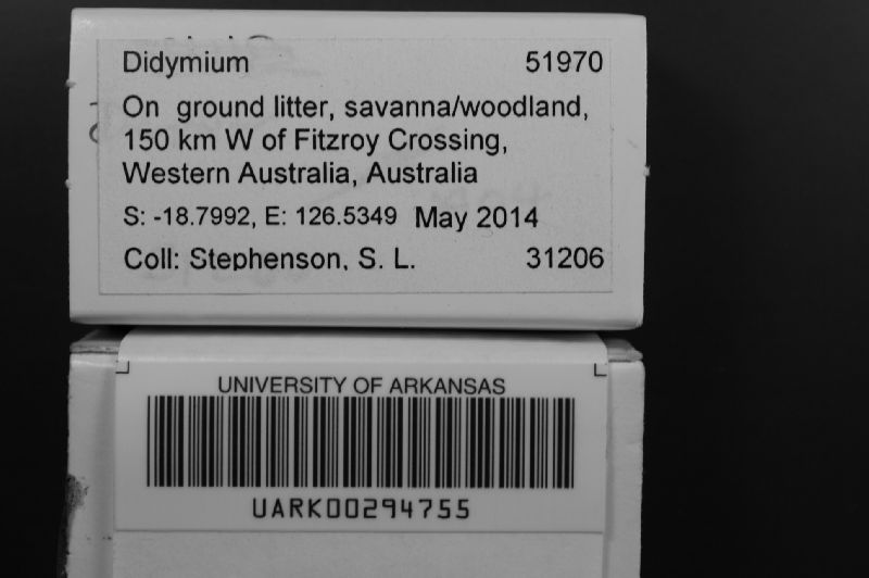 Didymium image