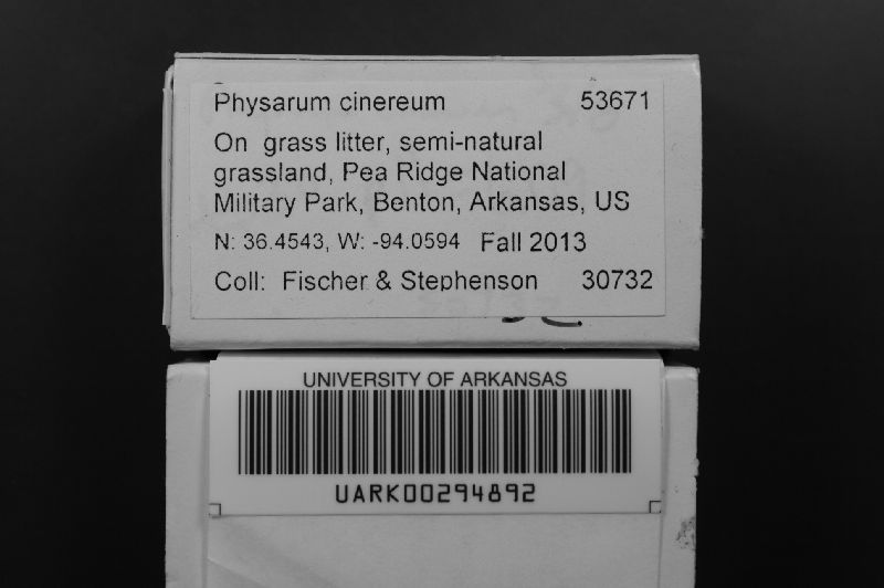 Physarum cinereum image