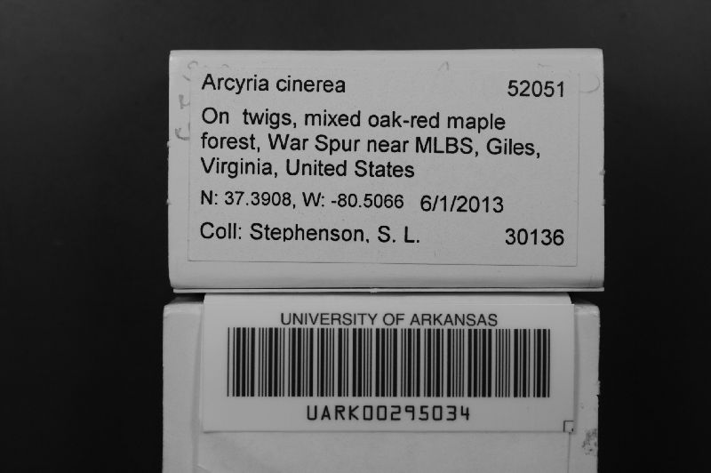 Arcyria image