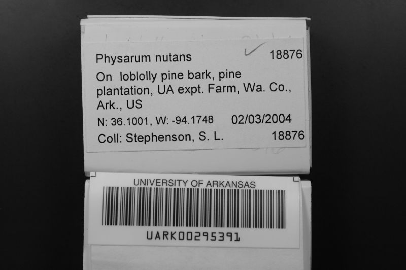 Physarum image