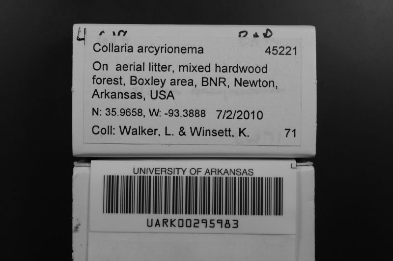 Collaria arcyrionema image