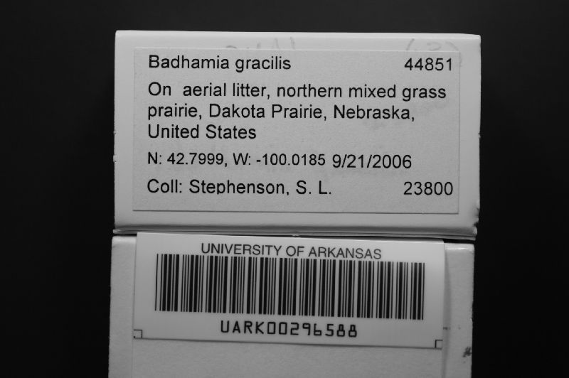 Badhamia gracilis image