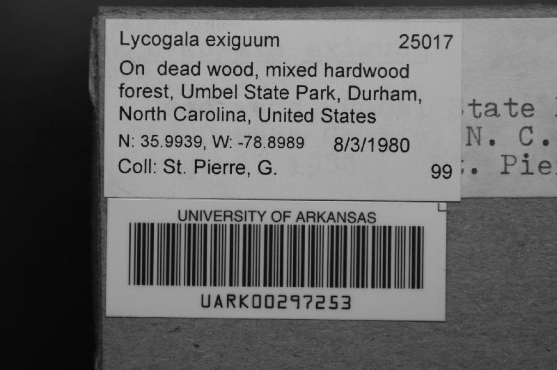 Lycogala exiguum image