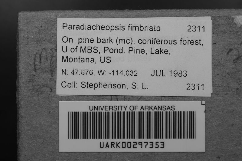 Paradiacheopsis fimbriata image
