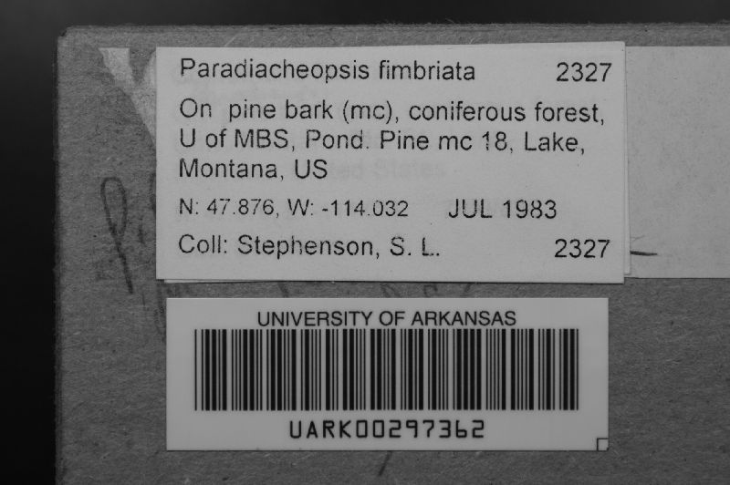 Paradiacheopsis fimbriata image