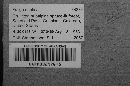 Fuligo septica image