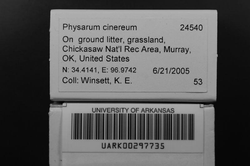 Physarum cinereum image