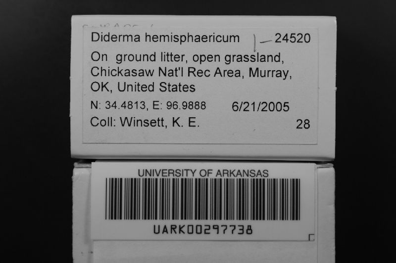 Diderma hemisphaericum image