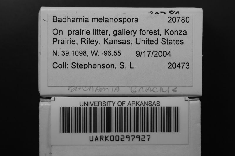 Badhamia melanospora image