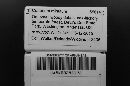 Craterium minutum image