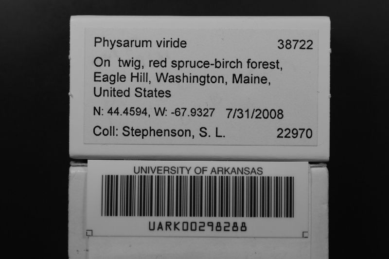 Physarum image