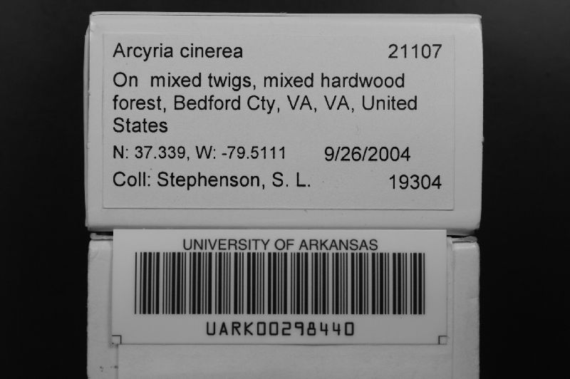 Arcyria image