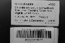 Arcyria denudata image