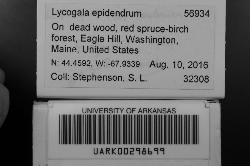 Lycogala image