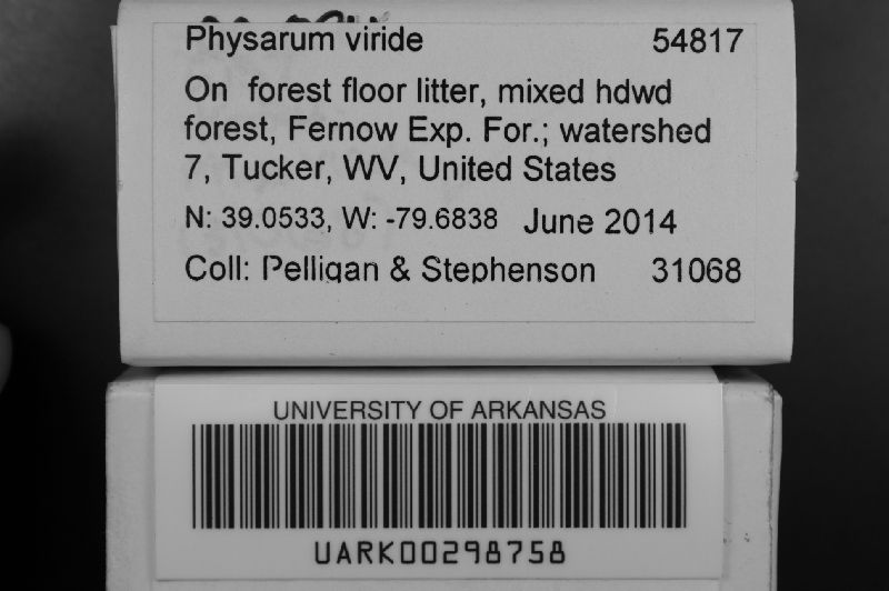 Physarum viride var. viride image