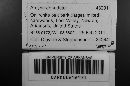 Arcyria denudata image