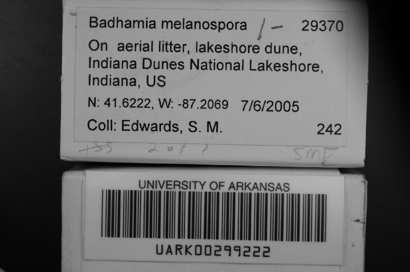 Badhamia melanospora image