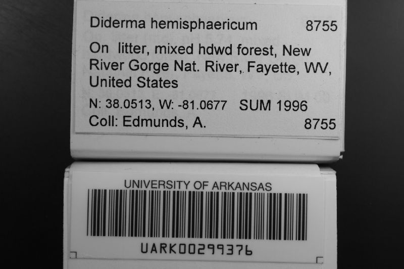 Diderma hemisphaericum image