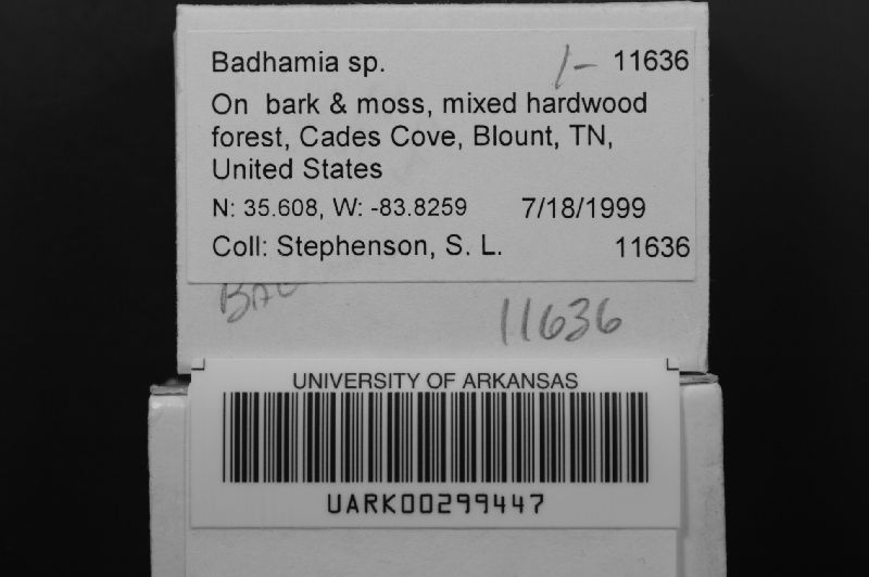 Badhamia image
