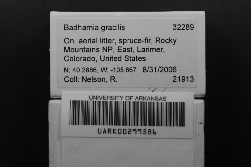 Badhamia melanospora image