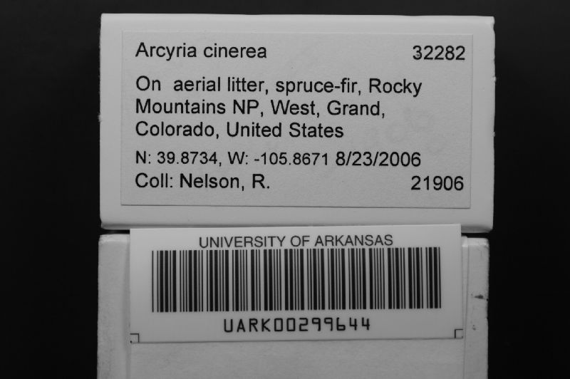 Arcyria image