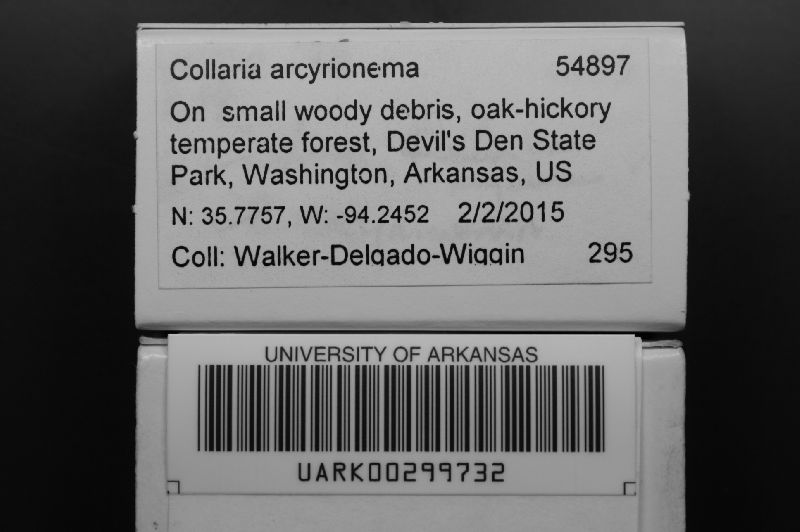 Collaria arcyrionema image
