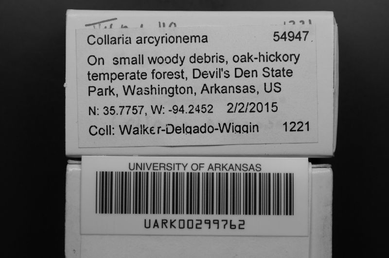 Collaria arcyrionema image