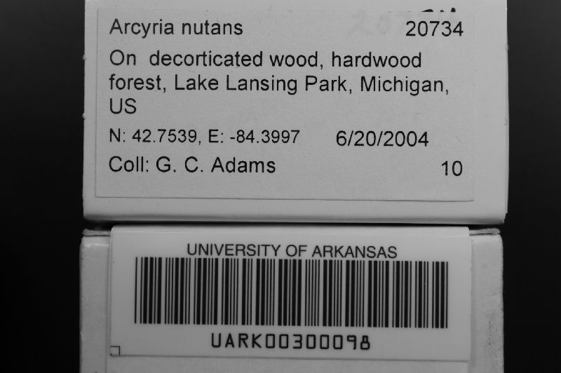 Arcyriaceae image