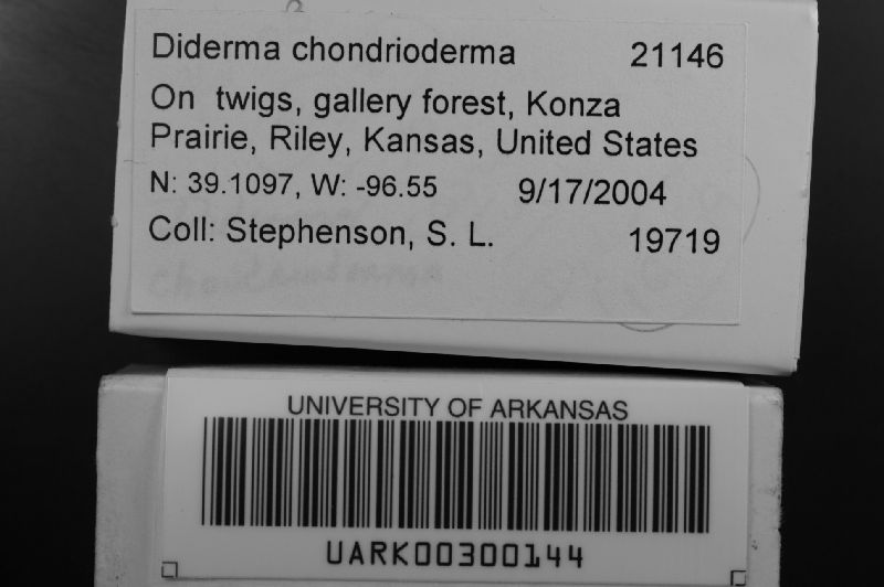 Didymiaceae image