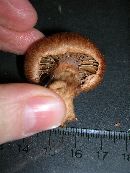 Cortinarius paragaudis image