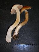 Cortinarius variosimilis image