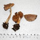 Cortinarius delibutus image