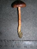 Cortinarius decipiens image