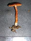 Cortinarius saniosus image