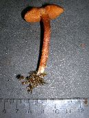 Cortinarius saniosus image