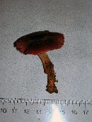 Cortinarius smithii image