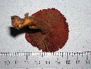 Cortinarius smithii image