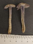 Cortinarius anomalus image