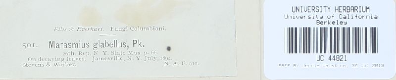Marasmius glabellus image