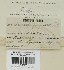 Claviceps purpurea image
